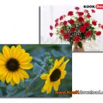 عکس گلهای زیبا Beautiful Flowers