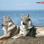 داستان عجیب گرگ‌های هیبریدی Hybrid wolves