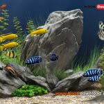 دانلود اسکرین سیور آکواریوم Dream Aquarium Screensaver ۱.۲۴