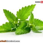 روش کاشت نعنا