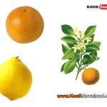 آب گیری لیمو ترش , پرتقال و نارنج