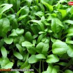 روش کاشت شاهی